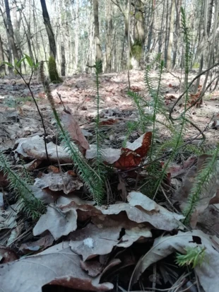 Proste oddzielenia międzygatunkowe okazują się być niewystarczające do opisu świata, w którym wszystko jest połączone. Fot. Monika Stasiak