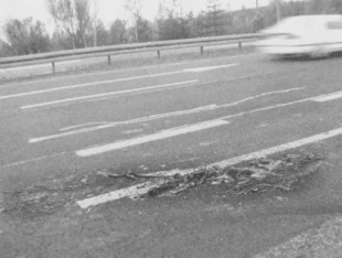 Sarna zabita na drodze w okolicach Mikołowa. Fot. Sabina Nowak