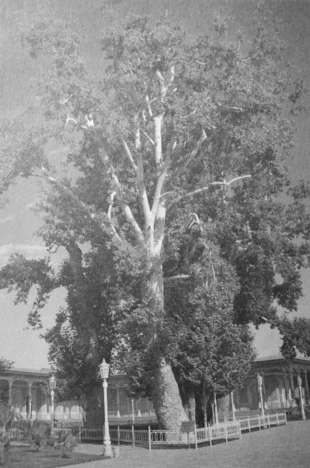 
„Tasawwuf – mistyka Islamu wspólnota pokornych i szukających języka drzew” (555-letnie drzewo w mauzoleum Imama Al-Buchari nieopodal Samarkandy). Fot. Grzegorz Czerwiński

