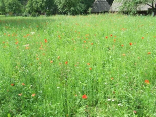 
W ogóle nie mamy w Polsce rezerwatów chroniących zanikające w zastraszającym tempie tradycyjne agrocenozy. Fot. Andrzej Jermaczek
