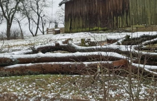 
Te drzewa nie zagrażały budynkom gospodarczym, ale „na wszelki wypadek” zostały też wycięte. Fot. Krzysztof A. Worobiec
