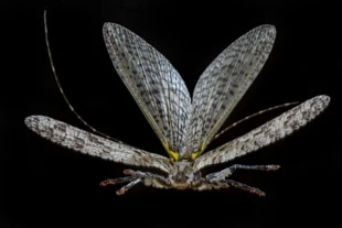 Pasikonik Cymatomerella spilophora w locie. Fot. Piotr Naskręcki