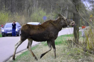 Łoś. Fot. Tomasz Nabiałkowski