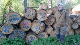 Teren wyrębów przy Wilczej Trybie. Fot. Piotr Tyszko-Chmielowiec