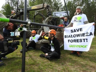 Blokada wycinki drzew, Czerlonka, Puszcza Białowieska, czerwiec 2017. Fot. Piotr Klub