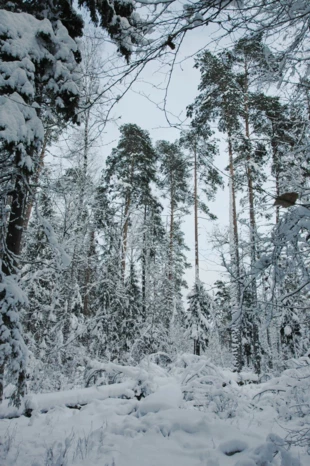 Puszcza Białowieska. Fot. Beata Hyży-Czołpińska