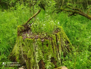 
Ten największy i najważniejszy las Wrocławia to również teren retencyjny, który pełni funkcję lasu wodochronnego – zabezpieczającego zasoby wód powierzchniowych i podziemnych. Żyjące w nim bobry wspomagają nawadniać i utrzymać ten czuły ekosystem. Na zdjęciu największe rozlewisko bobrowe w lesie. Fot. Izabella Młynarczyk
