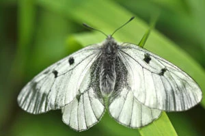 Niepylak mnemozyna Parnassius mnemosyne z okolic Sokołowska. Fot. Albert Rubacha