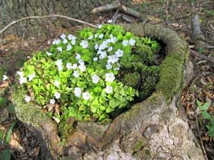 Roślina stanowi część złożonego ekosystemu, powiązana jest zależnościami z tysiącami innych gatunków. Fot. Kaja Rola