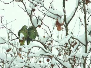 
Papugi aleksandretty obrożne są już poważnym problemem w zachodniej Europie. Pojedyncze osobniki były już także obserwowane w Polsce. Dzięki coraz cieplejszym zimom ptaki te świetnie sobie radzą w naszym klimacie. Fot. Detlev Franz
