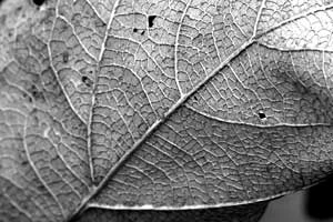 Fot. Piotr Morawski