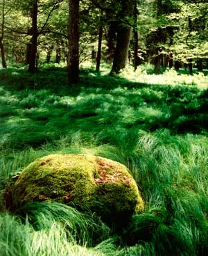 
Puszcza Białowieska. Fot. Paweł Klimek
