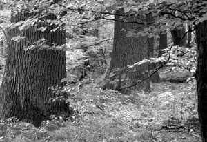 Fot. Kaj Romeyko-Hurko