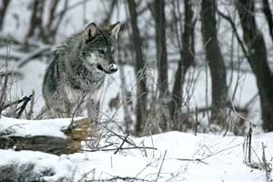 Wilk na Matragonie w Bieszczadach. Fot. Grzegorz Leśniewski