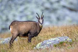 Kozica. Fot. Rafał Gawełda, rafalgawelda.pl