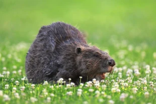 W Polsce już Bolesław Chrobry zabraniał „pospólstwu” polować na bobry. Fot. Pixabay