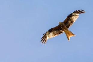 Kania ruda (Milvus milvus), za sprawą położenia oczodołów nie widzi tego, co przed nią. Fot. Monika Klimonowicz-Kominowska