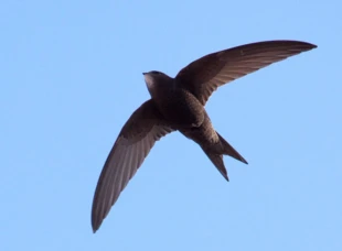 Jerzyk, CC. Fot. Pau Artigas