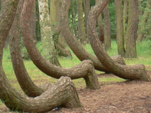 Perfekcyjna niedoskonałość. Krzywy las koło Gryfina. Fot. Ryszard Kulik