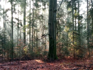 Leśne silent disco. Fot. Bartosz Świątek