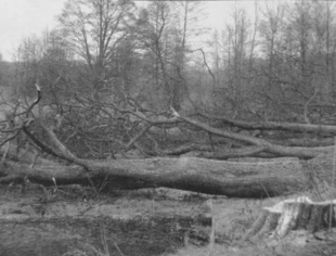 
Wycięte drzewa koło wsi Siciny, na trasie Kęsowo-Żalno, powiat tucholski, 5 stycznia 2005 r. Fot. Archiwum
