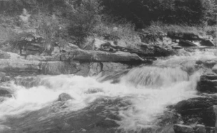 Potok Leśnianka. Fot. Andrzej Tyc