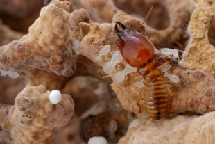 
Termity Macrotermes mossambicus są ważnymi inżynierami ekologicznymi, którzy poprzez budowę wielkich kopców tworzą nisze dla wielu innych gatunków zwierząt. Fot. Piotr Naskręcki
