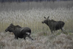 Łosie. Fot.Tomasz Nabiałkowski