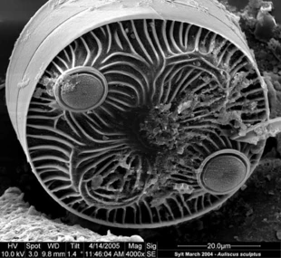 
Na zdjęciu z mikroskopu skaningowego jeden z kilkuset naszych gatunków okrzemek. Nadaliśmy mu nazwę łacińską, mamy jego genom i znamy skład biochemiczny. Nie wiemy nic o jego roli w ekosystemie – czy żyje krótko czy długo? Czy jest chętnie zjadany przez roślinożerców? Jak długo przetrwa bez światła? W jaki sposób odstrasza wrogów? Dlaczego czasem tworzy kolonie? Nasza ignorancja jest ogromna, a chcemy urządzać świat Przyrody. Fot. Agnieszka Tatarek
