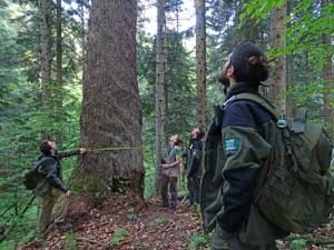 Pomnikowe drzewa. Fot. Fundacja Dziedzictwo Przyrodnicze, WWF Polska