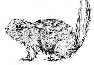 Suseł. Rys. Anna Krupa