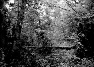 Białowieża. Fot. Krzysztof Mazurkiewicz