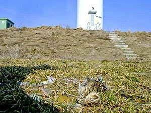 Większość ptaków ginących w kolizjach z turbinami to drobne ptaki wróblowe, jak ten skowronek polny. Tylko część z nich jest odnajdywana w ramach monitoringu porealizacyjnego, z uwagi na trudności ze znalezieniem ciała oraz szybkim tempem usuwania ofiar przez padlinożerne ssaki. Fot. Andrzej Marchlewski