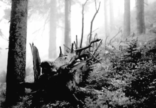 Fot. Dariusz Matusiak