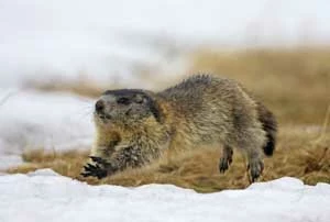 Świstak. Fot. Rafał Gawełda, rafalgawelda.pl