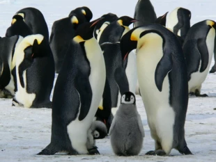 Pingwiny cesarskie, podobnie jak niedźwiedzie polarne, są zależne od lodu morskiego, na nim się rozmnażają. Fot. pixabay.com