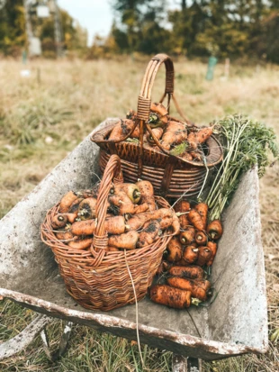 Część jesiennych zbiorów z grządek z grubą ściółką z siana. Fot. Anna Korn-Barcikowska