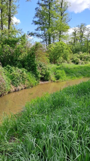 Rzeka Rządza w Czubajowiźnie, piaszczyste dno. Fot. Andrzej Kołodziejczyk