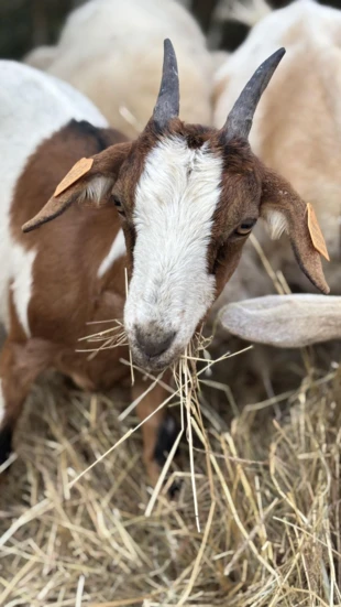 Młoda koza delektuje się świeżym sianem. Fot. Anna Korn-Barcikowska