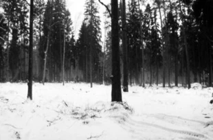 Leśny Kompleks Promocyjny – czy tak ma wyglądać Puszcza Białowieska? Fot. Andrzej Bobiec