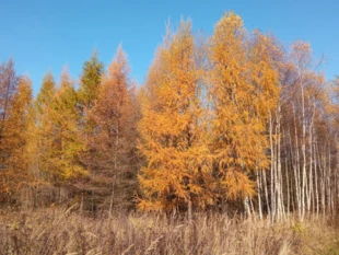 Jeszcze trochę przebarwionych modrzewi. Fot. Bartosz Świątek