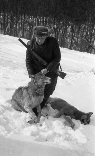 Bieszczadzki łowca z upolowanymi wilkami w rejonie Zatwarnicy, lata 60. XX w. Fot. Tadeusz Ogonowski, archiwum Krzysztofa Potaczały