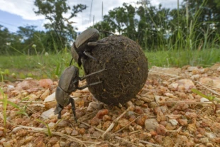 
Żuki Kheper aegyptiorum pełnią ważną rolę ekologiczną w parku Gorongosa. Fot. Piotr Naskręcki
