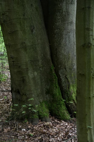 Potężne i dumne lasy pod Szczecinem czekają na kolejnych odkrywców. Fot. Paweł Średziński
