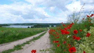 Jezioro Tałty. Fot. Krzysztof A. Worobiec