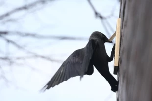 Należące do rodziny krukowatych kawki są świetnym przykładem innowacyjności – wykorzystują otwory wentylacyjne w budynkach jako miejsca gniazdowania, ale są też w stanie poradzić sobie z przeszkodami. Fot. Joanna Białas
