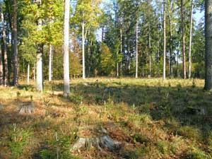 
Według leśników drzewostany ponadstuletnie podlegają ochronie, Puszcza Białowieska starzeje się, stale przybywa starych drzew. Z opracowań BUL wynika jednak, że powierzchnia drzewostanów ponadstuletnich wynosi aktualnie 25% i nie uległa zmianie przez ostatnich 10 lat, pomimo iż w tym okresie utworzono obszerny rezerwat przyrody. Stanowi to w dużej mierze wynik gospodarczej eksploatacji drzewostanów ponadstuletnich w oddziale 668 Dg. Fot. Adam Bohdan
