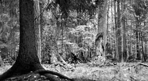 Puszcza Białowieska. Fot. Janusz Korbel