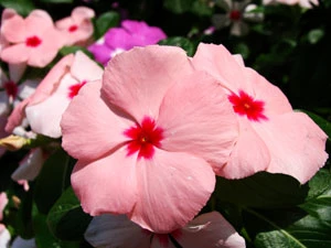 
Barwinek różowy – ile kryje jeszcze przed nami tajemnic? flickr.com
