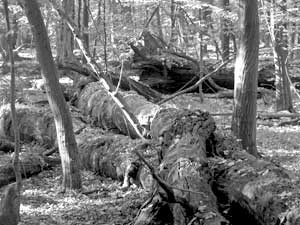 Fot. Kaj Romeyko-Hurko